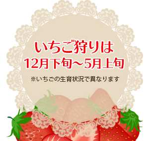 いちご狩りは12月中旬～5月
