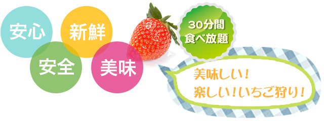 安心、新鮮、安全、美味、30分間食べ放題、美味しい！楽しい！いちご狩り！