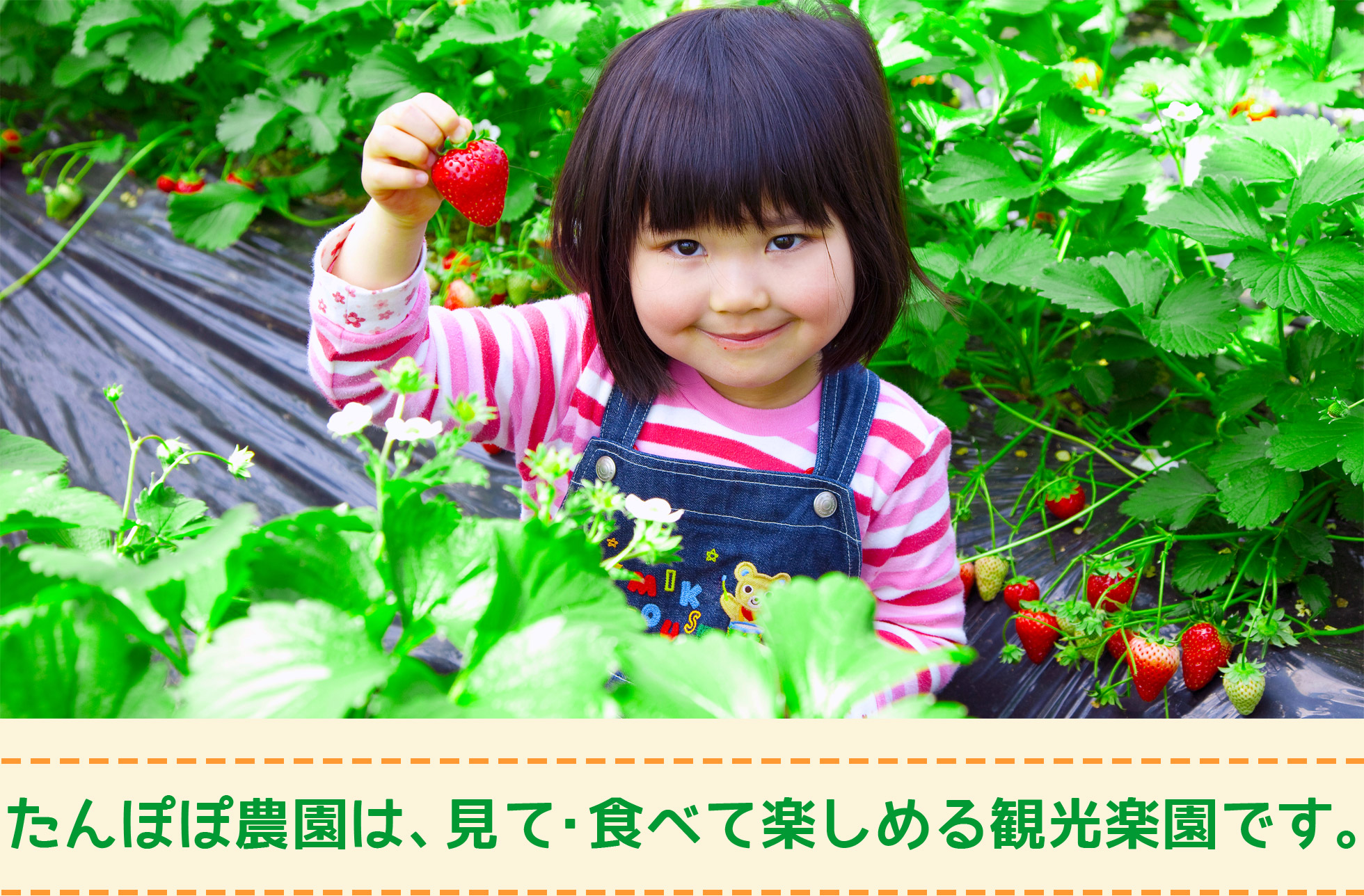 たんぽぽ農園は、見て・食べて楽しめる観光農園です。